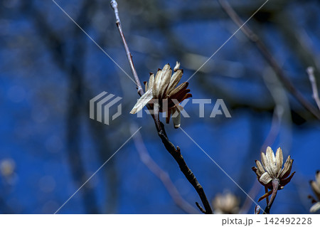 Two Tulip Tree Seed Cones Against Blue Sky Two Tulip Tree Seed Cones Against Blue Sky 142492228