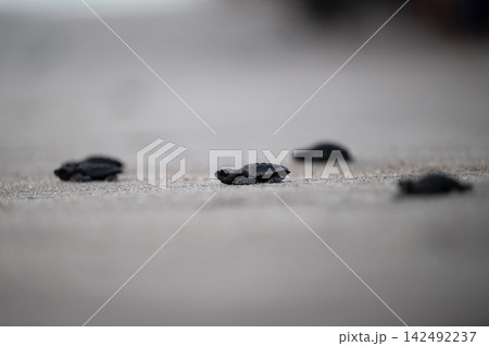 Newly hatched turtles crawl on the sand towards the ocean 142492237
