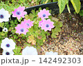 鮮やか　アネモネ　フルゲンスの花 142492303
