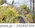 爽やか　トサミズキの花 142492304