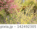 爽やか　トサミズキの花 142492305