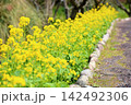 満開　爽やか　菜の花　花壇 142492306