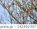 咲始め　ナシの花 142492307