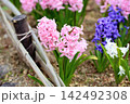 可愛い　ヒヤシンスの花 142492308
