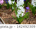 可愛い　ヒヤシンスの花 142492309