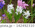 可愛い　ヒヤシンスの花 142492310