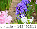 爽やか　ヒヤシンスの花 142492311