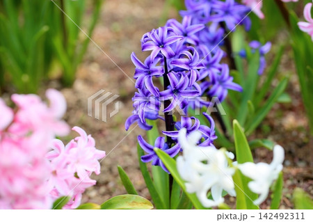 爽やか　ヒヤシンスの花 142492311