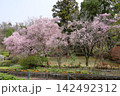綺麗　エドヒガンザクラの花　満開 142492312