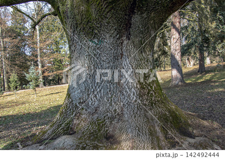 Massive Trunk Base and Root Flare of Common Ash Massive Trunk Base and Root Flare of Common Ash 142492444