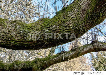 Moss Growing on Mature Common Ash Tree Branch Moss Growing on Mature Common Ash Tree Branch 142492445