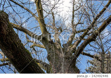 Upward View into Branching Crown of Mature Ash Tree Upward View into Branching Crown of Mature Ash Tree 142492446