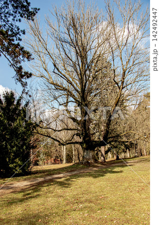 Mature Common Ash Tree Without Leaves in Winter Mature Common Ash Tree Without Leaves in Winter 142492447