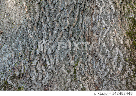 Deeply Fissured Bark of Mature Common Ash Tree Deeply Fissured Bark of Mature Common Ash Tree 142492449