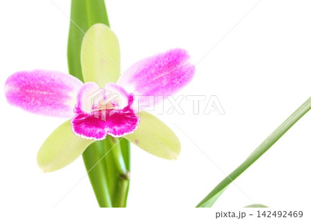 カトレア グリーンの花 ピンクのくさび入り 明るい背景 カトレア グリーンの花 ピンクのくさび入り 明るい背景 142492469