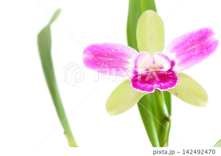 カトレア グリーンの花 ピンクのくさび入り 明るい背景 カトレア グリーンの花 ピンクのくさび入り 明るい背景 142492470