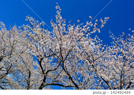 満開の桜が綺麗な赤堀川の桜堤 満開の桜が綺麗な赤堀川の桜堤 142492484