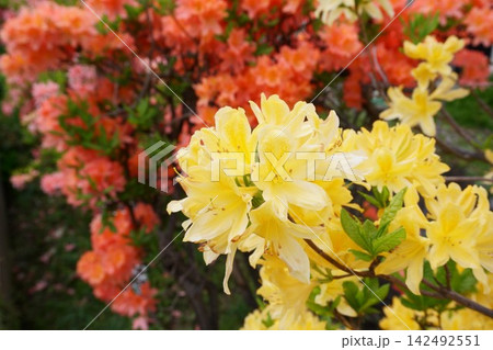 庭に咲く黄色のツツジの花 庭に咲く黄色のツツジの花 142492551