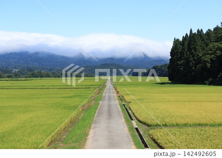 緑の田園と一本道・尾花沢北郷の花笠ラインから見る田舎風景(山形県尾花沢市) 緑の田園と一本道・尾花沢北郷の花笠ラインから見る田舎風景(山形県尾花沢市) 142492605