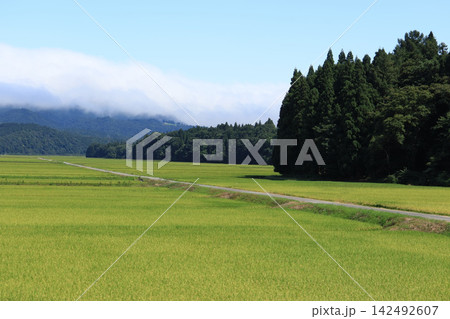 緑の田園と一本道・尾花沢北郷の花笠ラインから見る日本の田舎風景（山形県尾花沢市） 142492607