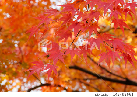 兼六園の紅葉 オレンジの背景に映える鮮やかな赤もみじ 142492661