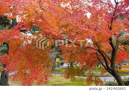 兼六園の秋 庭園の敷地とダイナミックに広がる紅葉景色 兼六園の秋 庭園の敷地とダイナミックに広がる紅葉景色 142492663