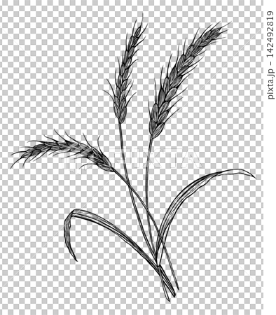 手描きタッチの麦穂3本モノクロ 手描きタッチの麦穂3本モノクロ 142492819