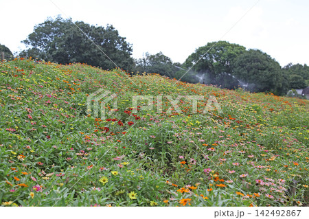花博記念公園鶴見緑地 風車の丘大花壇のジニア 花博記念公園鶴見緑地 風車の丘大花壇のジニア 142492867