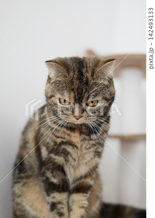 キャットタワーに座る猫 キャットタワーに座る猫 142493133