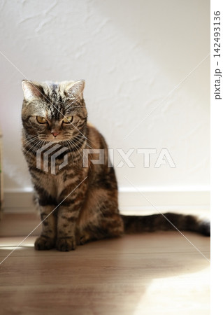 リビングでお座りする猫 142493136