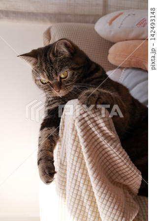 ソファーに腕を伸ばす猫 142493148