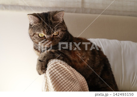 鋭い眼差しの猫 鋭い眼差しの猫 142493150