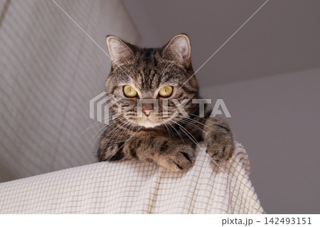 ゴールドアイが綺麗な猫 142493151
