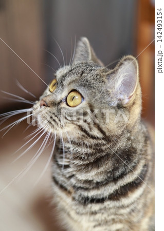 見つめる猫 見つめる猫 142493154