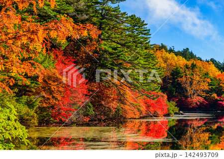 秋の晴れた朝 白駒池の湖畔遊歩道から左手前より右奥へ続く紅葉と青空の水鏡リフレクション 142493709