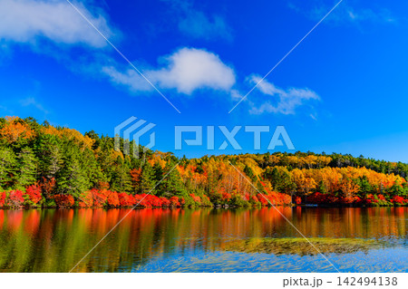 秋の晴れた朝 白駒荘前から対岸の水かがみに美しく反射する青空と紅葉の鏡面世界 142494138