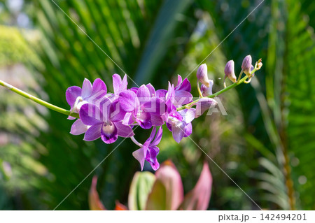 Vibrant purple Dendrobium orchid flowers buds blooming green stem against lush tropical foliage bright natural sunlight Vibrant purple Dendrobium orchid flowers buds blooming green stem against lush tropical foliage bright natural sunlight 142494201