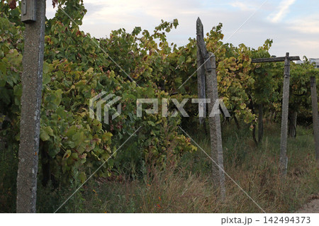 Rows of cultivated grapevines with pale green fruit and dense foliage supported by posts, showing a vineyard landscape in late summer,natural scene for agriculture, harvest and wine production themes. 142494373