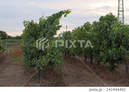 Green grapevines growing in organized rows across a vineyard, with dense foliage, support posts and dry grass visible, a rural agricultural landscape for harvest, farming and wine production themes. Green grapevines growing in organized rows across a vineyard, with dense foliage, support posts and dry grass visible, a rural agricultural landscape for harvest, farming and wine production themes. 142494402