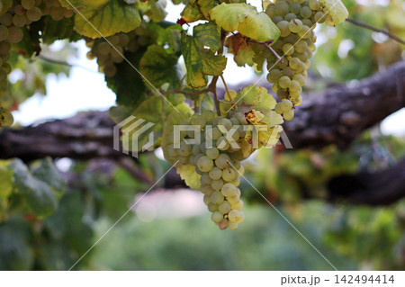 Ripe pale green grapes suspended from a woody vine in Portugal Douro Valley, framed by broad leaves and soft countryside scenery, showing traditional vineyard cultivation and wine production. 142494414