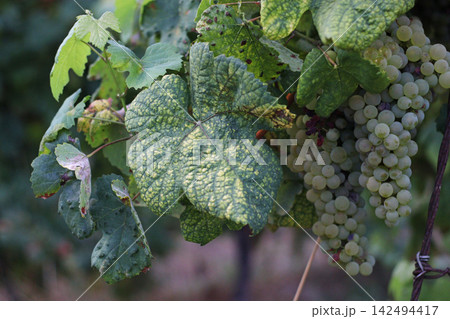 Pale green grape clusters hanging among broad leaves on a vineyard plant, with some leaves showing natural discoloration and surface wear,detailed agricultural scene for wine, harvest and countryside. Pale green grape clusters hanging among broad leaves on a vineyard plant, with some leaves showing natural discoloration and surface wear,detailed agricultural scene for wine, harvest and countryside. 142494417