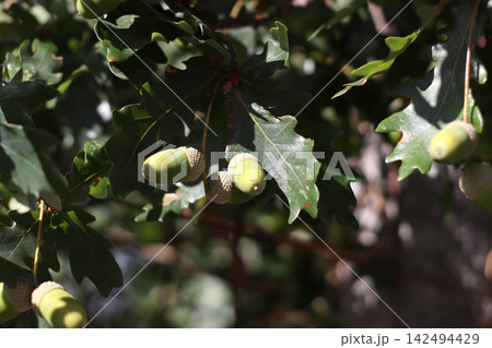 Several immature acorns hanging from an oak tree among deeply lobed leaves, with woody branches and dappled sunlight highlighting the developing nuts during the summer growing season. Several immature acorns hanging from an oak tree among deeply lobed leaves, with woody branches and dappled sunlight highlighting the developing nuts during the summer growing season. 142494429