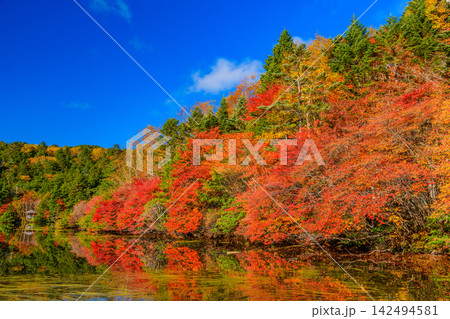 秋の晴れた朝 白駒池 青苔荘前の湖岸から右手前より左奥へ続く紅葉と青空の水鏡リフレクション 秋の晴れた朝 白駒池 青苔荘前の湖岸から右手前より左奥へ続く紅葉と青空の水鏡リフレクション 142494581