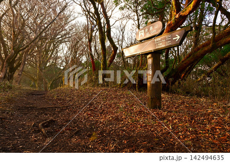 伊豆半島の伊豆山稜線歩道 朝日溢れる後藤山山頂の森 伊豆半島の伊豆山稜線歩道 朝日溢れる後藤山山頂の森 142494635