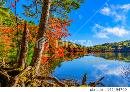 秋の快晴の朝 白駒池の遊歩道沿いの木と紅葉を前景に水かがみに映る対岸紅葉の鏡面世界 142494700