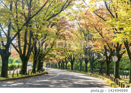 紅葉したケヤキの街路樹 142494899