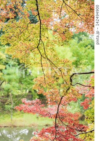 池に映える紅葉 池に映える紅葉 142494900