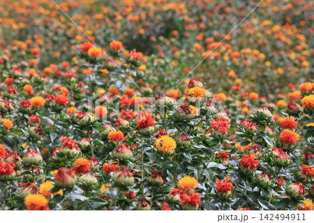 一面のベニバナの花 一面のベニバナの花 142494911
