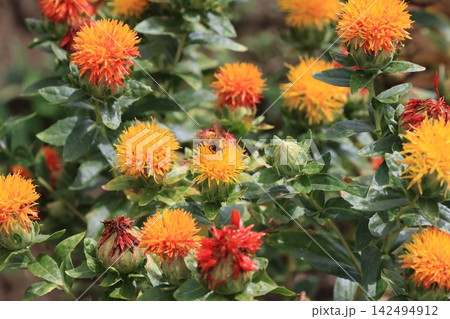 ベニバナの花 142494912