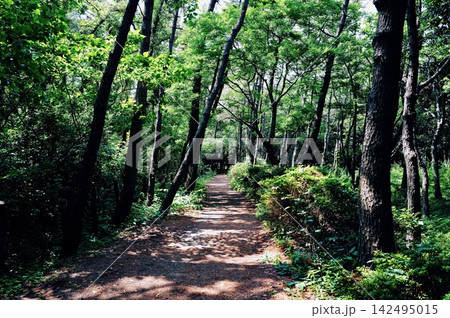 東海道五十三次・沼津宿千本松原 142495015